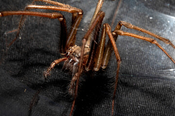 Close Up of a Large Scary House Spider with Hairy Legs and Fangs