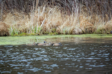 Duck. Blue - winged Teal. Smaller American duck  in natural environment.