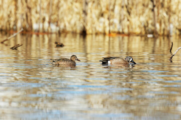 Duck. Blue - winged Teal. Smaller American duck  in natural environment.