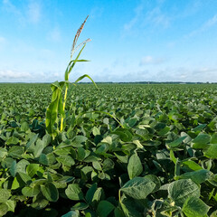 One single corn stalk stands tall in a field of soybeans. Farmer uses crop rotation and a corn plant has found it's way into a lush, healthy field of soybean crops. © Sanya Kushak