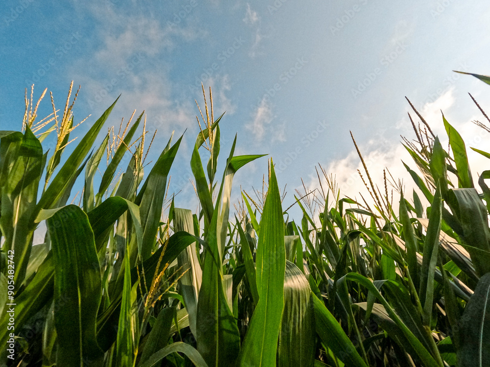 Wall mural Rows of healthy Green Corn Crops within an Agricultural Field. Plants are lush and green, set against a cloudy blue morning sky. Captured in mid-July in the Midwest, USA.