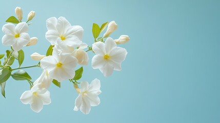 Obraz premium A serene display of white double jasmine flowers against an abstract light blue backdrop, leaving plenty of space for advertising messages and branding.