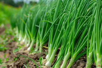 Obraz premium Thick, lush rows of green onions flourish on the plantation, their vibrant green shoots standing tall