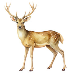 Fototapeta premium Watercolor clipart graceful deer, woodland elegance, soft brown, transparent background