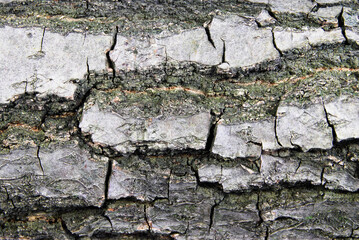 oak bark in a horizontal position with a pronounced texture