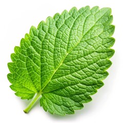 Obraz premium A vibrant green leaf isolated on a white background, showcasing the intricate vein patterns and natural texture. This image symbolizes growth, freshness, nature, and vitality.