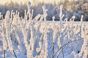 Thickets of roadside bushes are covered with wet snow.