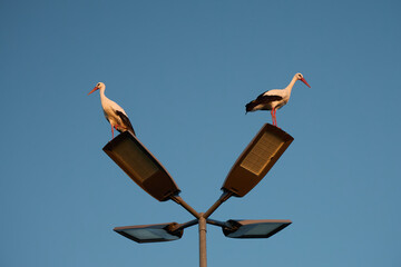 2 Störche sitzen auf Laternenmast in der Mitte eines Kreisverkehrs