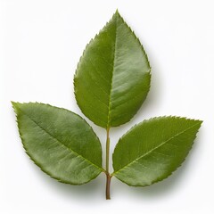 Obraz premium Trio of green leaves with smooth, glossy surfaces and serrated edges, arranged in a natural pattern on a white background. Ideal for botanical illustrations, natural designs and eductational materials