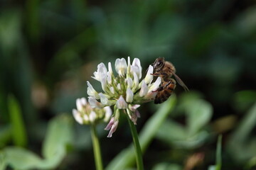 Bee pollinating a flower in a park
