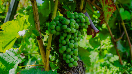 a bunch of green, unripe grapes against the background of a vineyard. summer in Germany