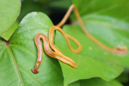 オオミスジコウガイビル、コウガイビル プラナリエ、日本で撮影、japanese Bipalium nobile