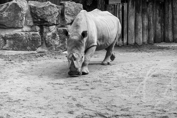 Close up of a rhino in the zoo