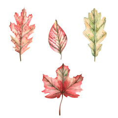 Set of autumn leaves. Maple leaf, oak, oakleaf maple painted with watercolors. Illustration on the theme of autumn, for printing on fabric, packaging, fairs. Illustration isolated from the background.