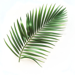 Palm Tree Leaves on a White Background. Minimalist and Clean Design Highlighting the Natural Elegance of Tropical Foliage.