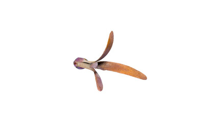 Obraz premium The winged of dipterocarpus seed