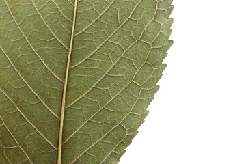 Dried cherry tree leaf close-up.