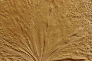 Patterns and texture of dried tree leaves.