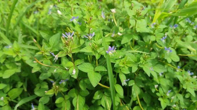 ipomea wild plant