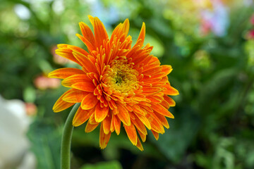 Bright orange Gerbera flowers planted in the garden are blooming beautifully. It is a cut flower plant that is highly popular in the market because of its bright colors and beautiful shape.