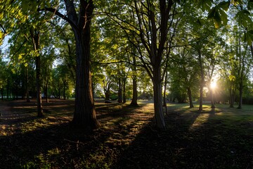 Fototapeta premium Sunlight filters through trees in a serene park setting.