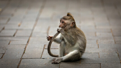 Baby Monkey In Bali, Indonesia on  April 25th 2024 © Aurelien KEMPF-PIKSL