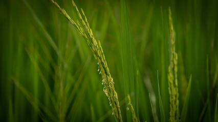 Rice on the cob in the rice field in Bali, Indonesia, April 25, 2024