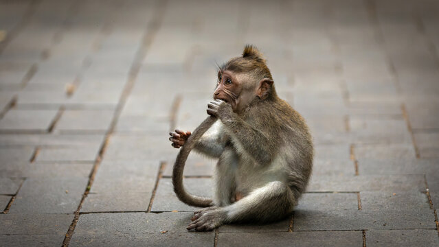 Baby Monkey In Bali, Indonesia on  April 25th 2024