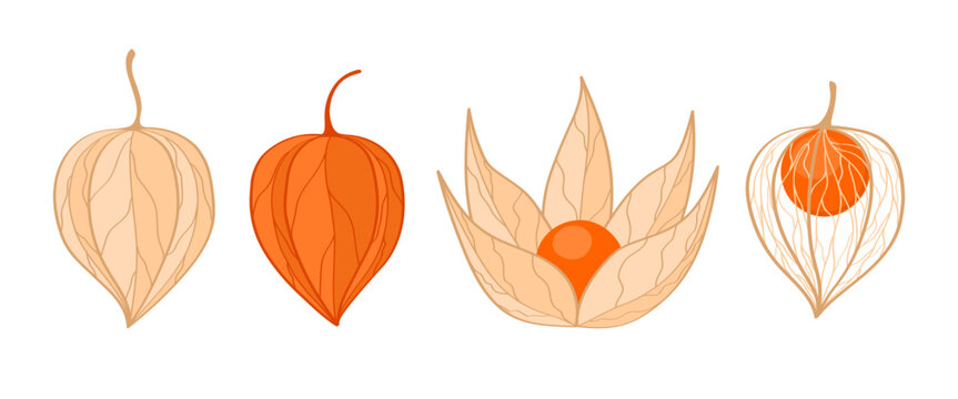 Set of hand drawn physalis fruits of different ripeness on white background. Botanical illustration of cape gooseberry
