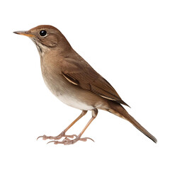 nightingale standing isolated on transparent background