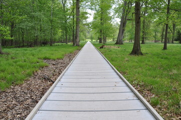 wooden path in the forest