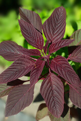 Colorful plant in summer garden