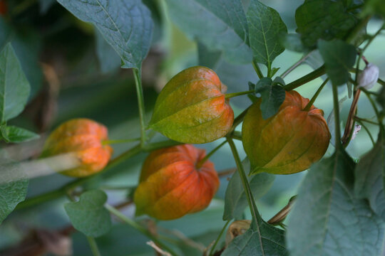 Orange phisalis on nature background