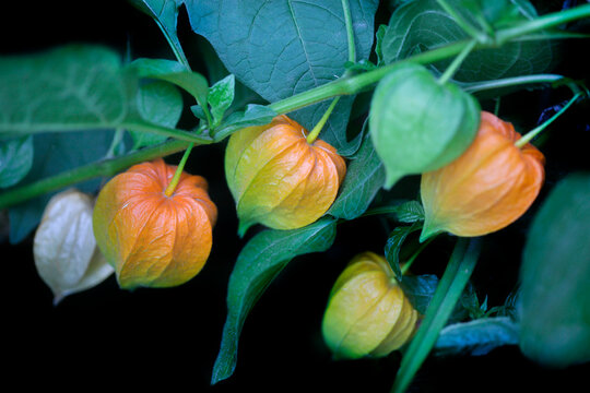 Orange phisalis on nature background