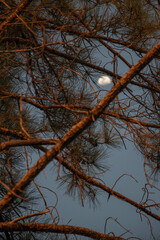 Blurred moon between pine trees
