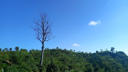 Obraz premium Goalia Palong Green Park Hill