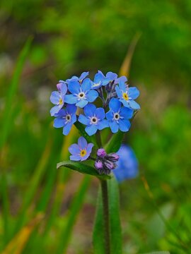 Alpine forget-me-not