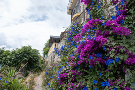 Bright pink Bougainvillea plant flowers growing on city wall in Liguria, Italy