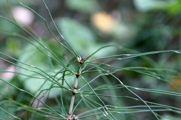 horsetail Equisetum close-up, macro photography