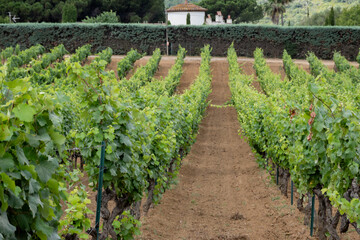 Rows of wine grapes plants on vineyards in south of France near Saint-Tropez and Gassin, rose wine...