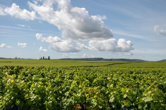 Vineyards around Puligny-Montrachet village, Burgundy, France. High quality white dry wine making from Chardonnay grapes on grand cru classe vineyards