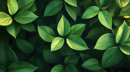A close up of green leaves with a mood of serenity and calmness