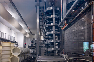 Fruitiere french cheese production farm, morning works making of wheels, rounds of Comte cheese from raw cow milk, Franche-Comte, Jura, France