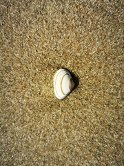 Shell in the sand