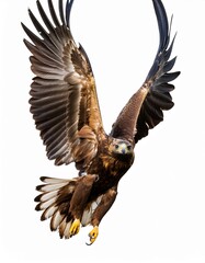 Obraz premium Isolated on white background, flying Golden eagle, Aquila chrysaetos, big bird of prey with outstretched wings. Front view. Eagle flying directly at camera. Action photo.