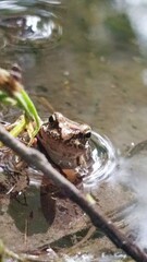 frog in the water