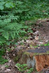 Fototapeta premium tree, wood, stump, outdoor, nature, background, plant, trunk, leaf, environment, forest, landscape, natural, summer, woodland, timber, tree stump, season