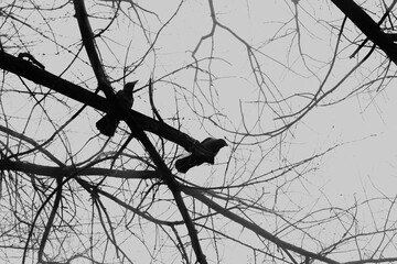 Two crows on branches, dark horror atmosphere, silhouette of two birds, gray sky