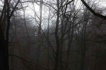 Obraz premium Black metal forest, foggy dark spooky forest, dark horror atmosphere