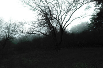 Black metal forest, foggy dark spooky forest, dark horror atmosphere	